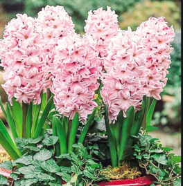 0200qfzn-29d5-264x269.png
