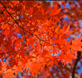 0200qhdl-eb16-280x264.png