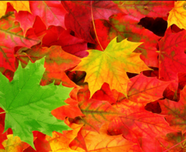 0200qhdt-79a9-269x220.png