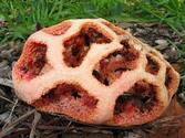Світ грибів України » Clathrus ruber