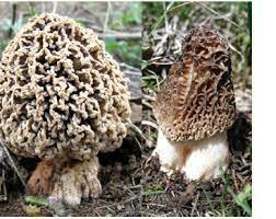 Червона книга України. Зморшок степовий Morchella steppicola Zerova
