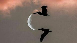  Еволюція органічного світу