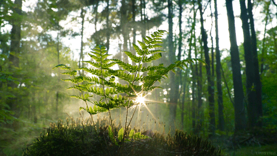 0200qk04-d520-540x304.gif