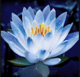 0200qki1-b95e-281x270.png