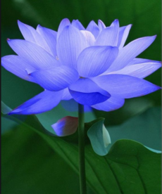 0200qkig-7716-230x276.png