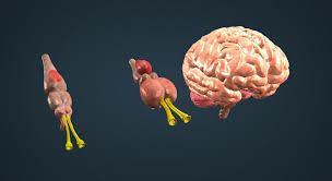 Еволюція головного мозку у хребетних тварин - 3D-сцена - Цифрова освіта та  навчання від Mozaik