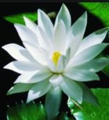 0200qkwm-0c90-157x172.png