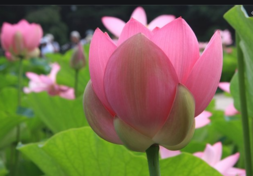 0200qkxv-2d80-253x176.png