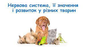НЕРВОВА СИСТЕМА ТВАРИН