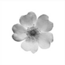 0200qnf3-ccd1-277x277.png
