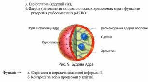 "Ядро – система збереження і відтворення спадкової інформації.  Будова і функції ядра."