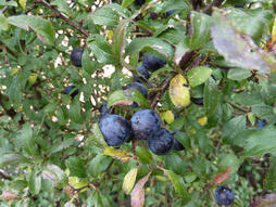 Herbář rostlin - Léčivé byliny: Trnka obecná /Prunus spinosa/