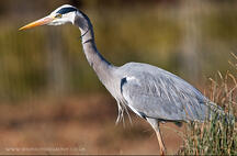 Чапля сіра (Ardea cinerea) :: Пернаті друзі, птахи України, орнітологія ::