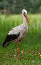 Лелека білий (Ciconia ciconia). Птахи України.