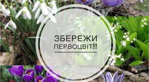 "Збережемо первоцвіти!" ( колаж )