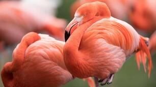 Unsere Tiere