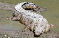 Гребнистый крокодил (лат. Crocodylus porosus) | Энциклопедия домашних животных