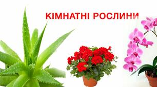 Картки для закріплення лексичної теми "Кімнатні рослини"