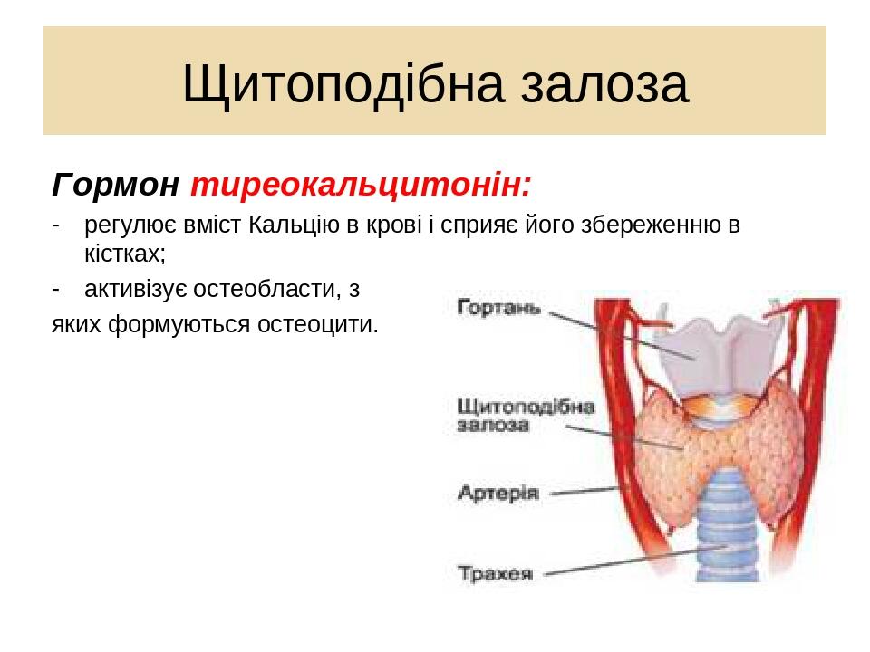 Гормон эндорфин картинка