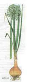 0200qu2i-3961-63x161.png