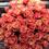 Дейнека Наталія Дмитрівна