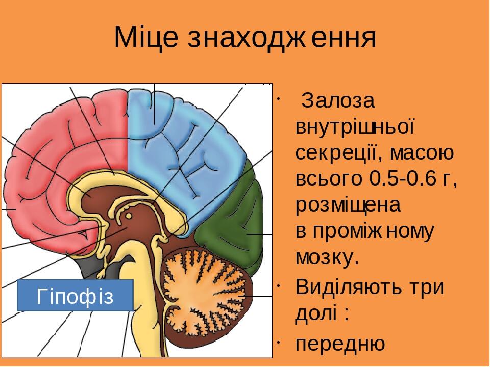 Презентація уроку з предмету біологія для 11 класу на тему "Гіпофіз ...