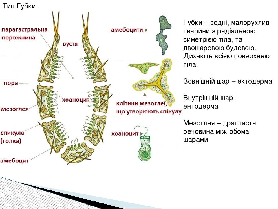 Тип губки