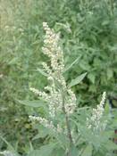 Лобода (Chenopodium) - рослина алерген: що саме в цій рослині викликає  алергічну реакцію у дітей та дорослих