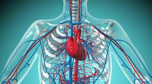 Cardiovascular System