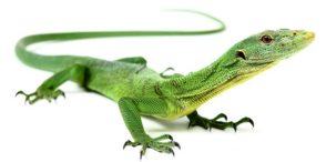 0200qxyy-94ea-294x146.png