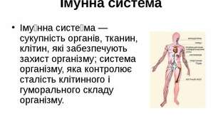 урок Лейкоцити,їх будова  та функціі.І мунітет.