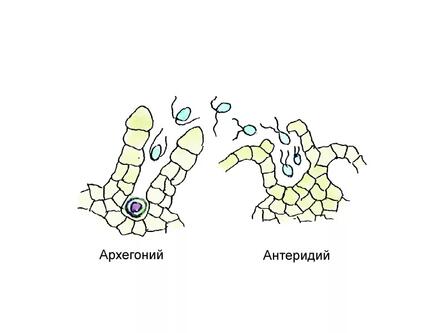 Генеративные органы растений | ВКонтакте