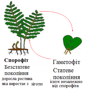 Розмноження папоротей — урок. Біологія, 6 клас.