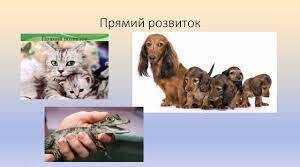 Індивідуальний розвиток тварин.