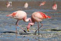 1200px-Flamingos Laguna_Colorada