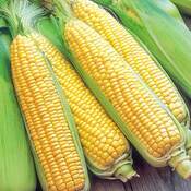 В Україні падає експорт кукурудзи – AgroNews