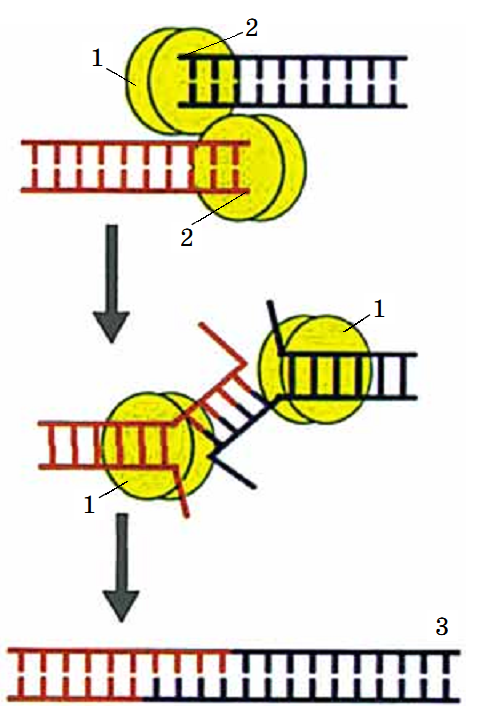 0200r8z8-b1c5-485x712.png
