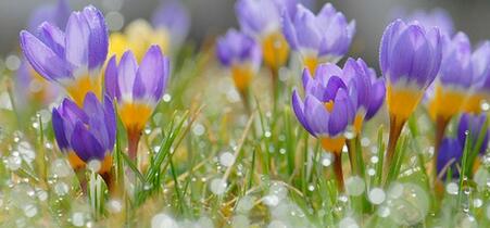 0200racy-4a50-451x210.jpg