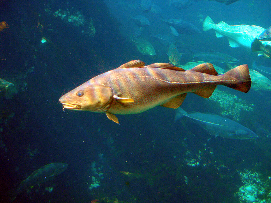 File:Gadus morhua-Cod-2-Atlanterhavsparken-Norway.JPG - Wikimedia Commons