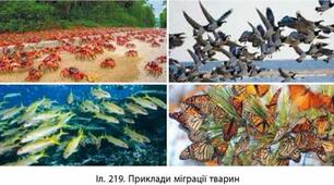 Способи орієнтування тварин. Хомінг. Міграції
