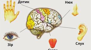 8 клас: "Сенсорні системи" 2 варіант