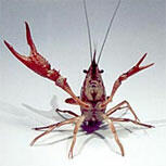 0200rewb-08b2-153x153.jpg