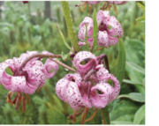 Червона книга України. Лілія лісова Lilium martagon L.