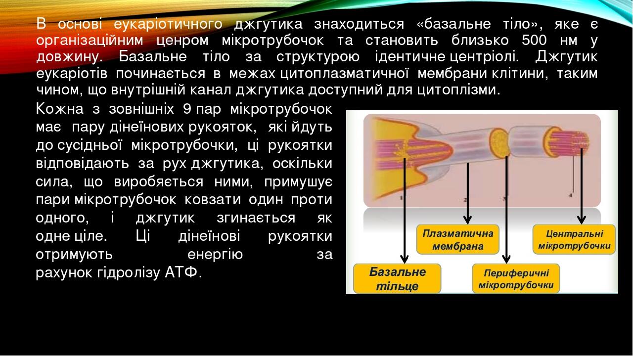 Prezentaciya Na Temu Porivnyannya Budovi Dzhgutikiv Eukariotiv I Prokariotiv Ta Osoblivostej Yihnogo Funkcionuvannya