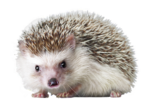 0200rr94-54e5-146x109.png