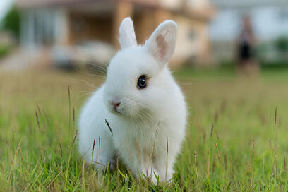 0200rsjk-68a8-408x272.jpg