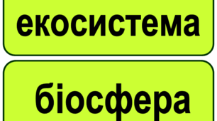 Презентація "Стіна слів" до тематичного тижня з курсу "Я досліджую світ"