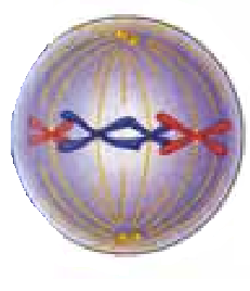 0200rsrq-822a-231x268.png
