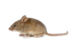 миша