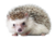 їжак